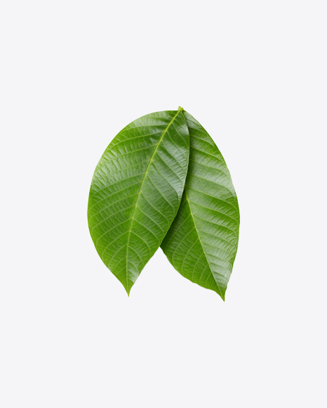 Mango Leaves