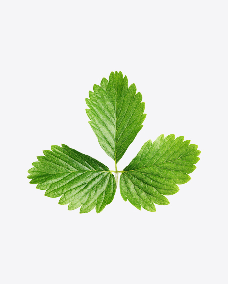 Strawberry Leaf PNG