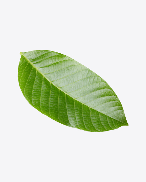 Mango Leaf