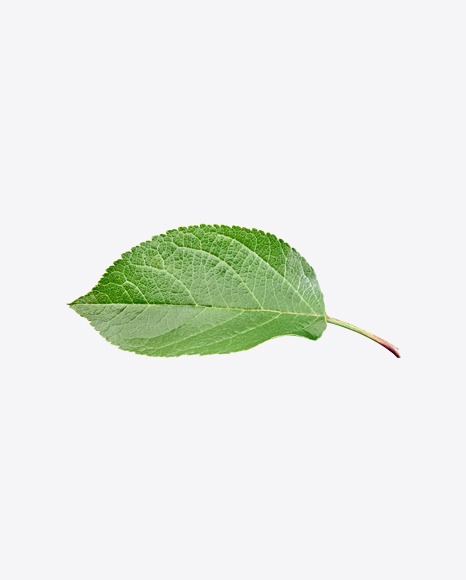 Green Leaf