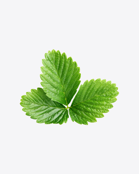 Strawberry Leaf PNG