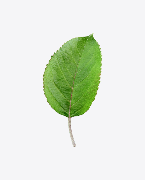 Green Leaf