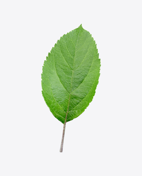 Green Leaf