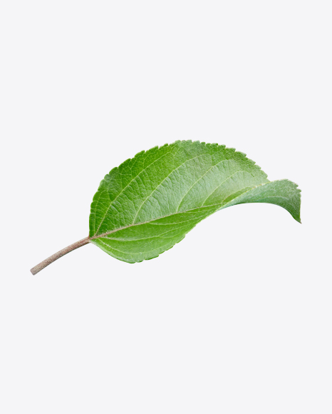 Green Leaf
