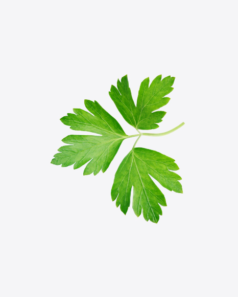 Parsley Leaf PNG