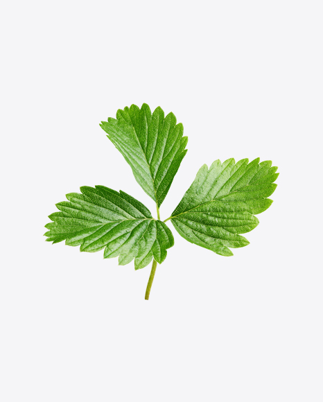 Strawberry Leaf PNG