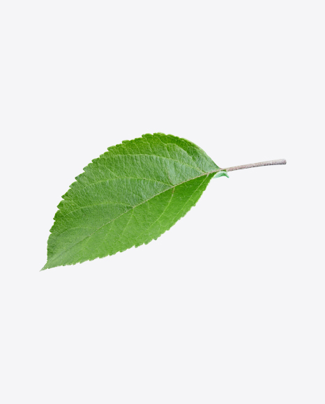 Green Leaf