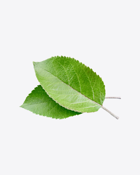 Green Leaf