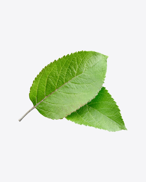 Green Leaf