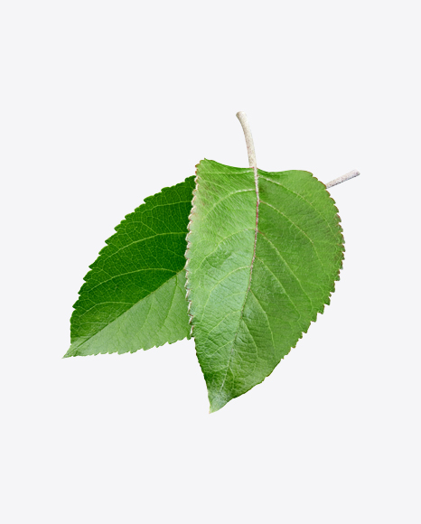 Green Leaf