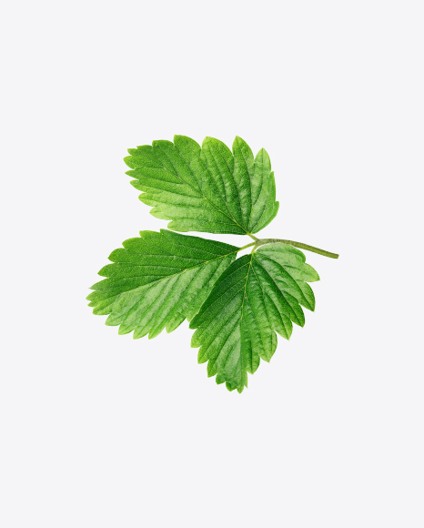 Strawberry Leaf PNG