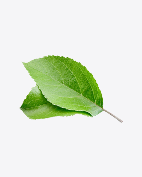 Green Leaf