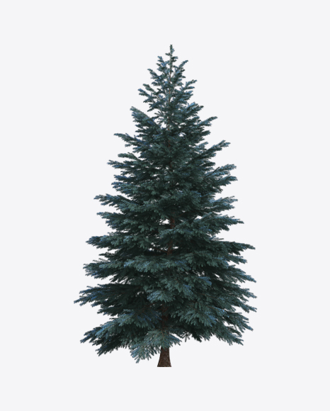 Spruce PNG