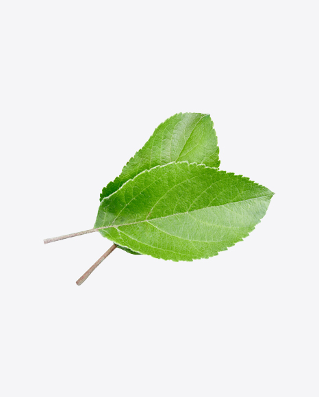 Green Leaf