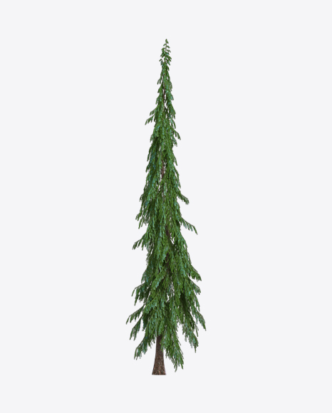Spruce PNG