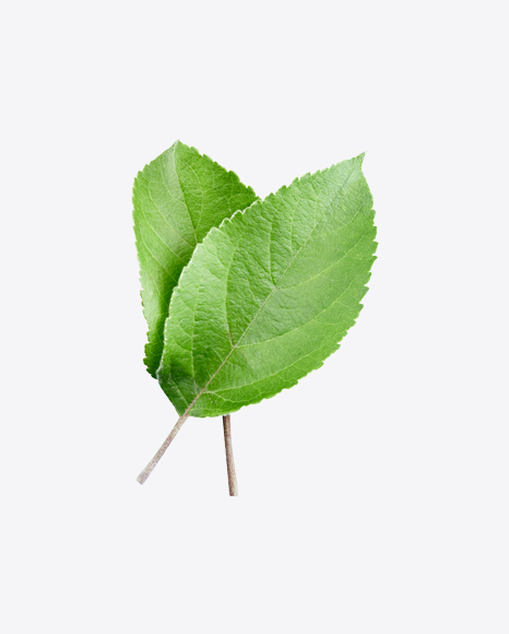 Green Leaf