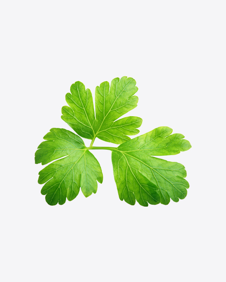 Parsley Leaf PNG