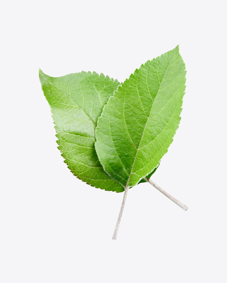 Green Leaf