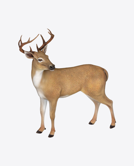Deer PNG