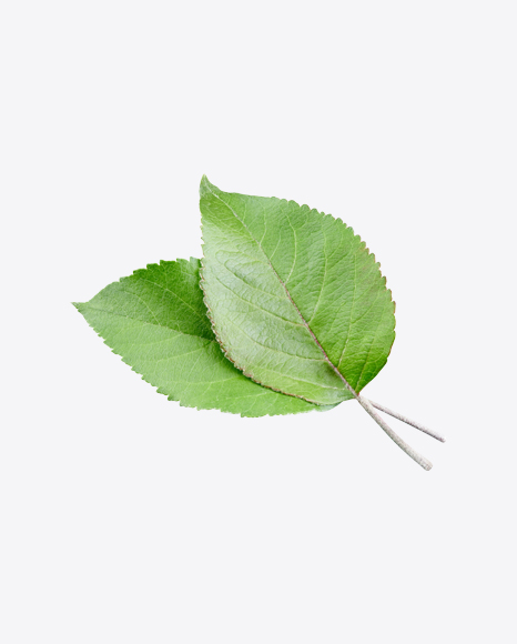 Green Leaves