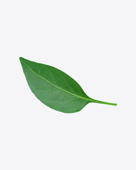 Green Leaf
