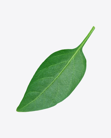 Green Leaf