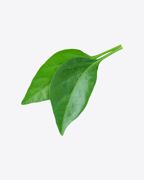 Green Leaves