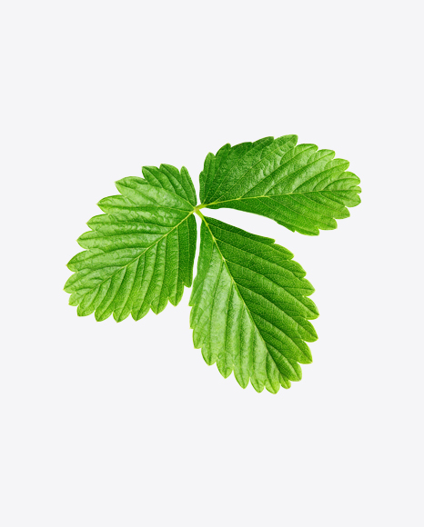 Strawberry Leaf PNG