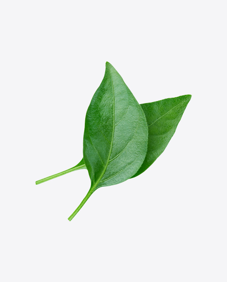 Green Leaves
