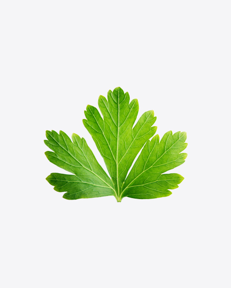 Parsley Leaf PNG