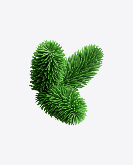 Spruce Branch PNG