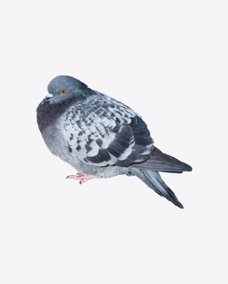 Grey Pigeon PNG