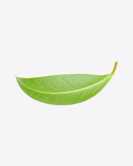 Mango Leaf