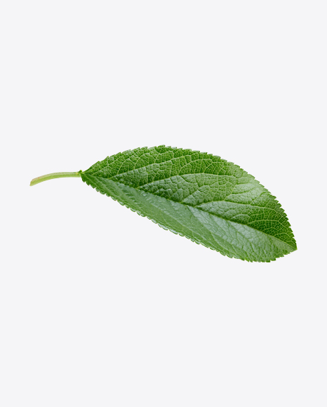 Green Leaf