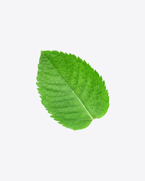 Mint Leaf