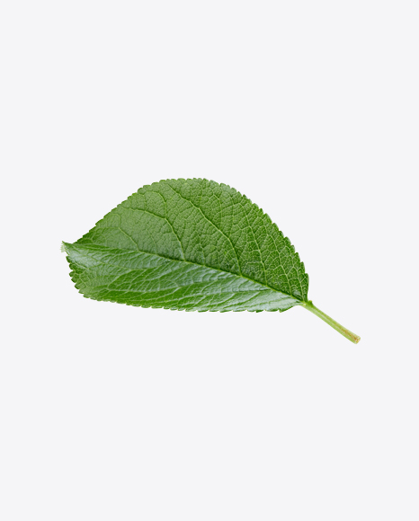 Green Leaf