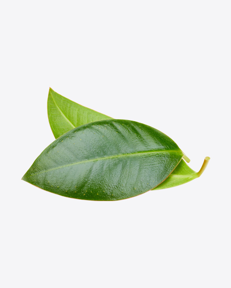 Mango Leaves