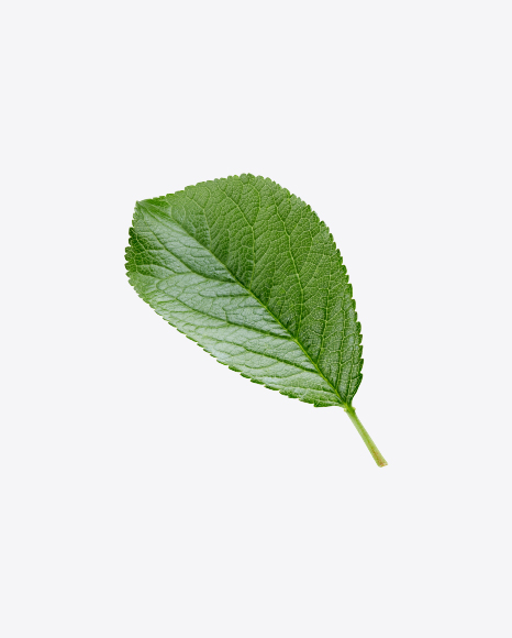 Green Leaf