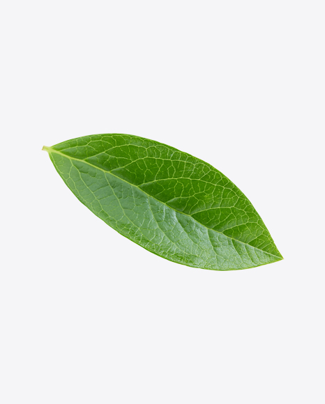 Green Leaf