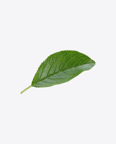 Green Leaf
