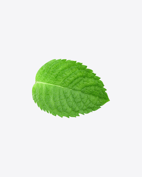 Mint Leaf