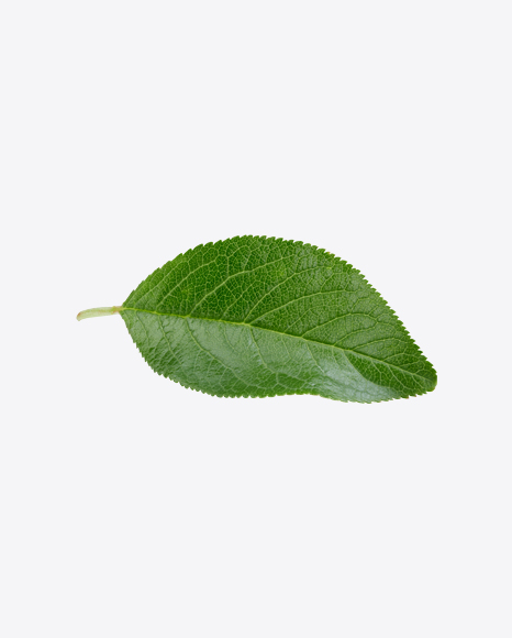 Green Leaf