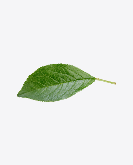 Green Leaf