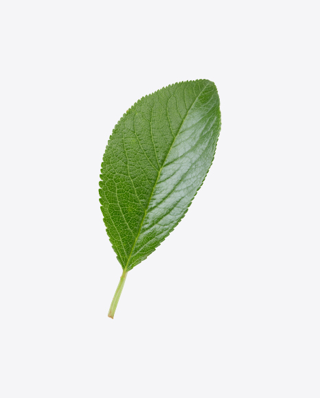 Green Leaf
