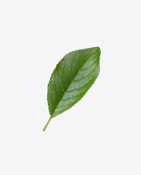 Green Leaf