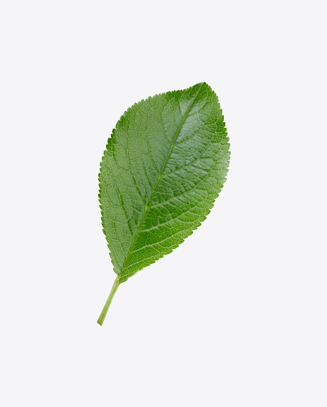 Green Leaf