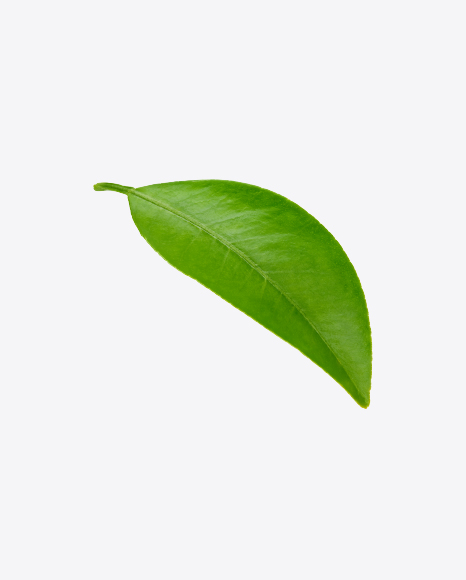 Mango Leaf