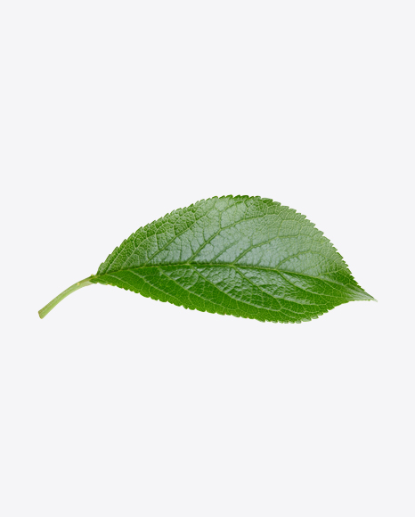 Green Leaf