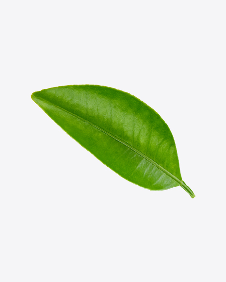 Mango Leaf