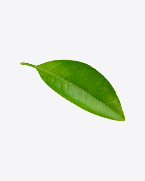 Mango Leaf